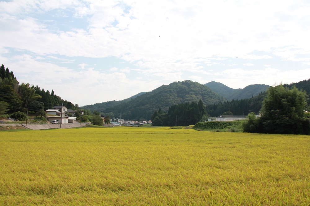 【令和6年度産新米】島根県飯南町産 特別栽培米こしひかり（２kg×４袋） ×６回 【 米 コシヒカリ ブランド米 減農薬 減化学肥料 安心 安全 小分け 便利 贈答用 プレゼント 精米 玄米 選択可能 D-63 】