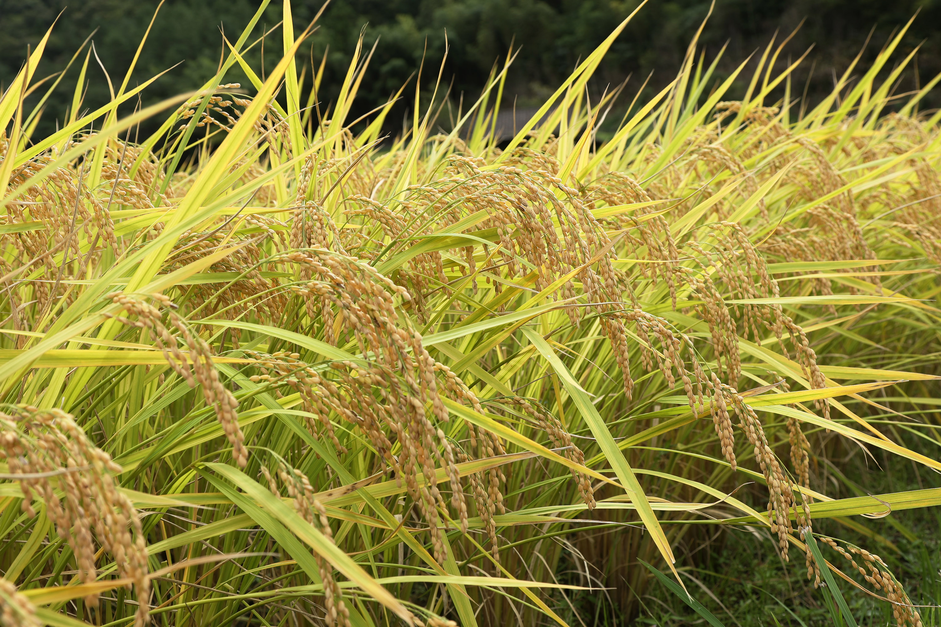 【令和6年度産新米】島根県飯南町産 特別栽培米こしひかり（２kg×４袋） ×６回 【 米 コシヒカリ ブランド米 減農薬 減化学肥料 安心 安全 小分け 便利 贈答用 プレゼント 精米 玄米 選択可能 D-63 】