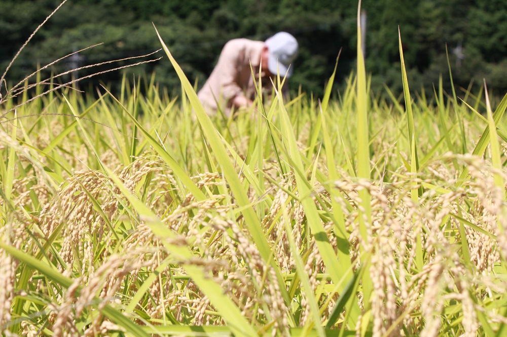 【令和6年度新米】島根県飯南町産 こしひかり（２kg×４袋） ×３回 【 米 コシヒカリ ブランド米 小分け 便利 贈答用 プレゼント 精米 玄米 選択可能 D-64 】