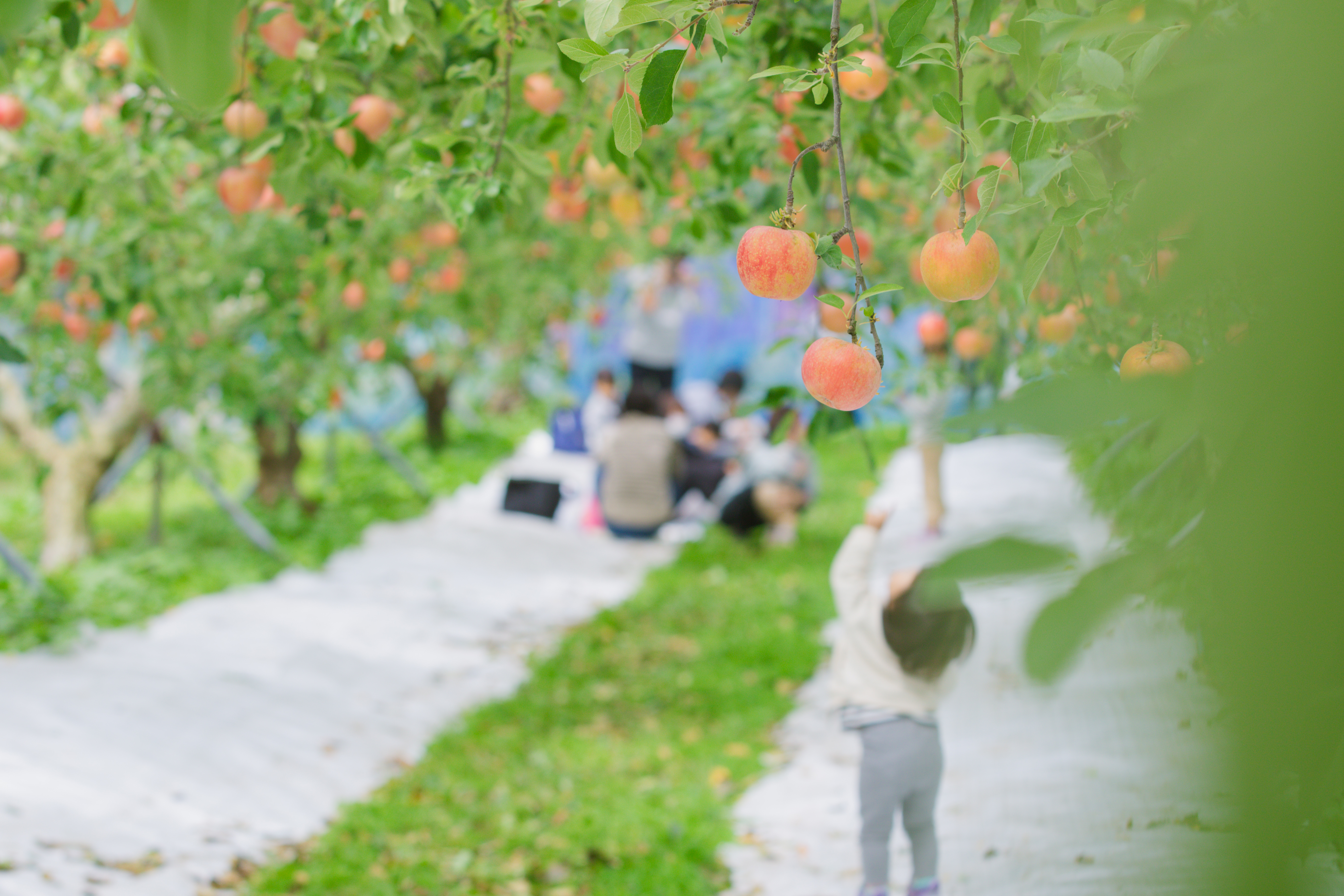 〈辛口〉りんごのお酒　SANBE醸造2024　【 林檎 りんご 果実酒 720ml 1本 リンゴ ストレート果汁 ワイン わいん フルーティー 贈り物 プレゼント お取り寄せ 御歳暮 Ａ-223 】