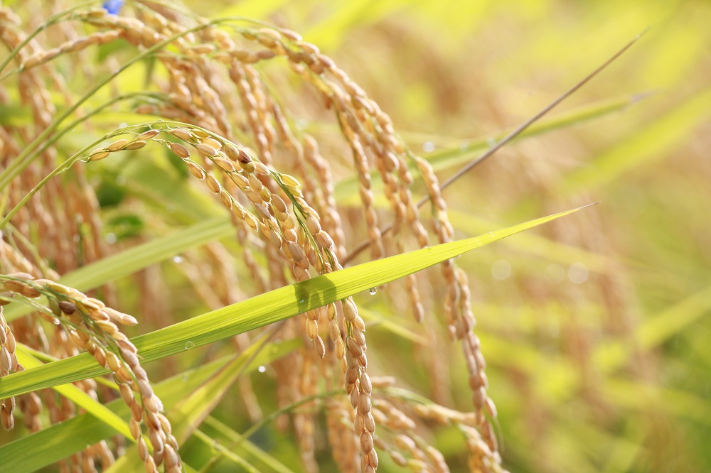 【令和6年度産新米】 島根県飯南町産 特別栽培米こしひかり（２kg×４袋）【 米 コシヒカリ ブランド米 減農薬 減化学肥料 安心 安全 小分け 新米 便利 贈答用 プレゼント 精米 玄米 選択可能 Ａ-66 】