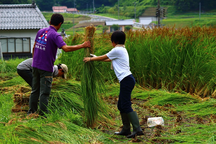 しめ縄（大黒じめ）【 お正月 飾り 職人 手作り 注連縄 出雲大社 大注連縄 大しめ縄 伝統  Ｄ-22】