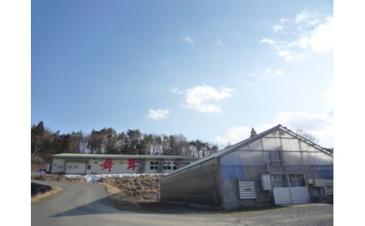 奥出雲そば 一福そばと乾燥舞茸・舞茸めんつゆ・福舞茶セット【奥出雲 生そば 蕎麦 ソバ めんつゆ 舞茸 福舞茶 だし付き ギフト 贈答用 年越しそば 国産 A-40】