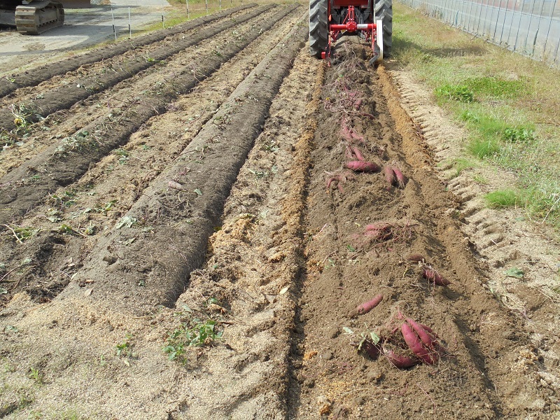 島根県飯南町産サツマイモ うやま農園のさつまいも　3.3㎏【 サツマイモ さつまいも 生いも 紅はるか 農薬不使用 農家直送 Ａ-11】