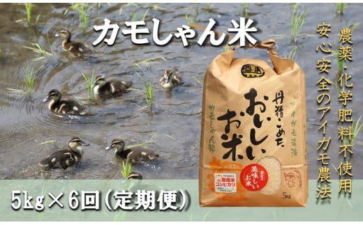 【6回定期便】令和6年度島根県産コシヒカリ 「カモしゃん米」（精米）5kg 【 こしひかり お米 農家直送 無農薬 化学肥料不使用  安心 安全 新米 D-150】