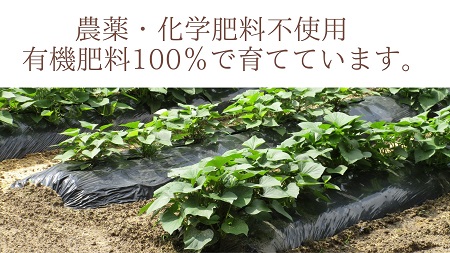 うやま農園のやきいも2kg<冷蔵>【焼き芋 サツマイモ さつまいも 冷蔵 こだわり 農薬不使用Ａ-12】