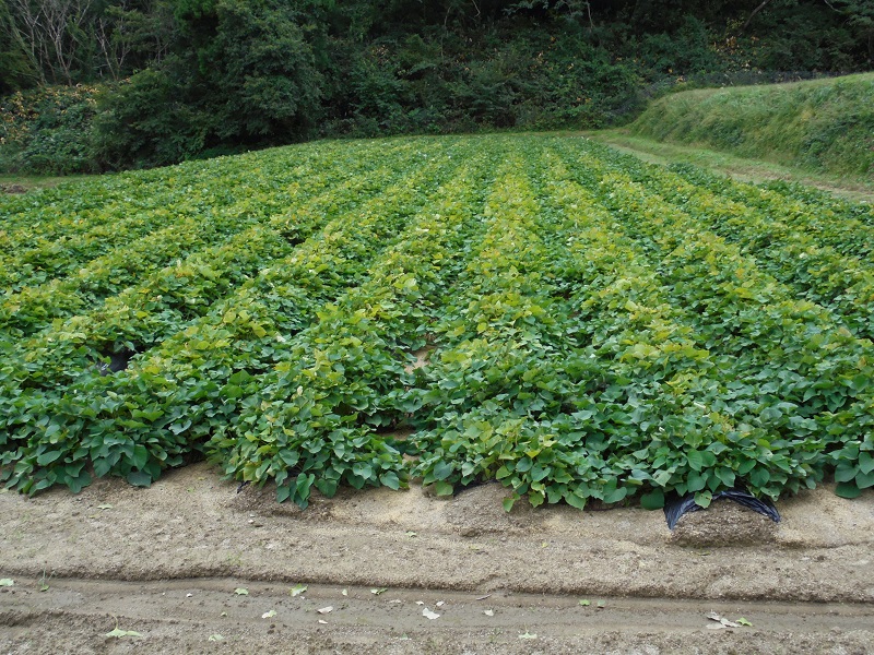 島根県飯南町産サツマイモ うやま農園のさつまいも　3.3㎏【 サツマイモ さつまいも 生いも 紅はるか 農薬不使用 農家直送 Ａ-11】