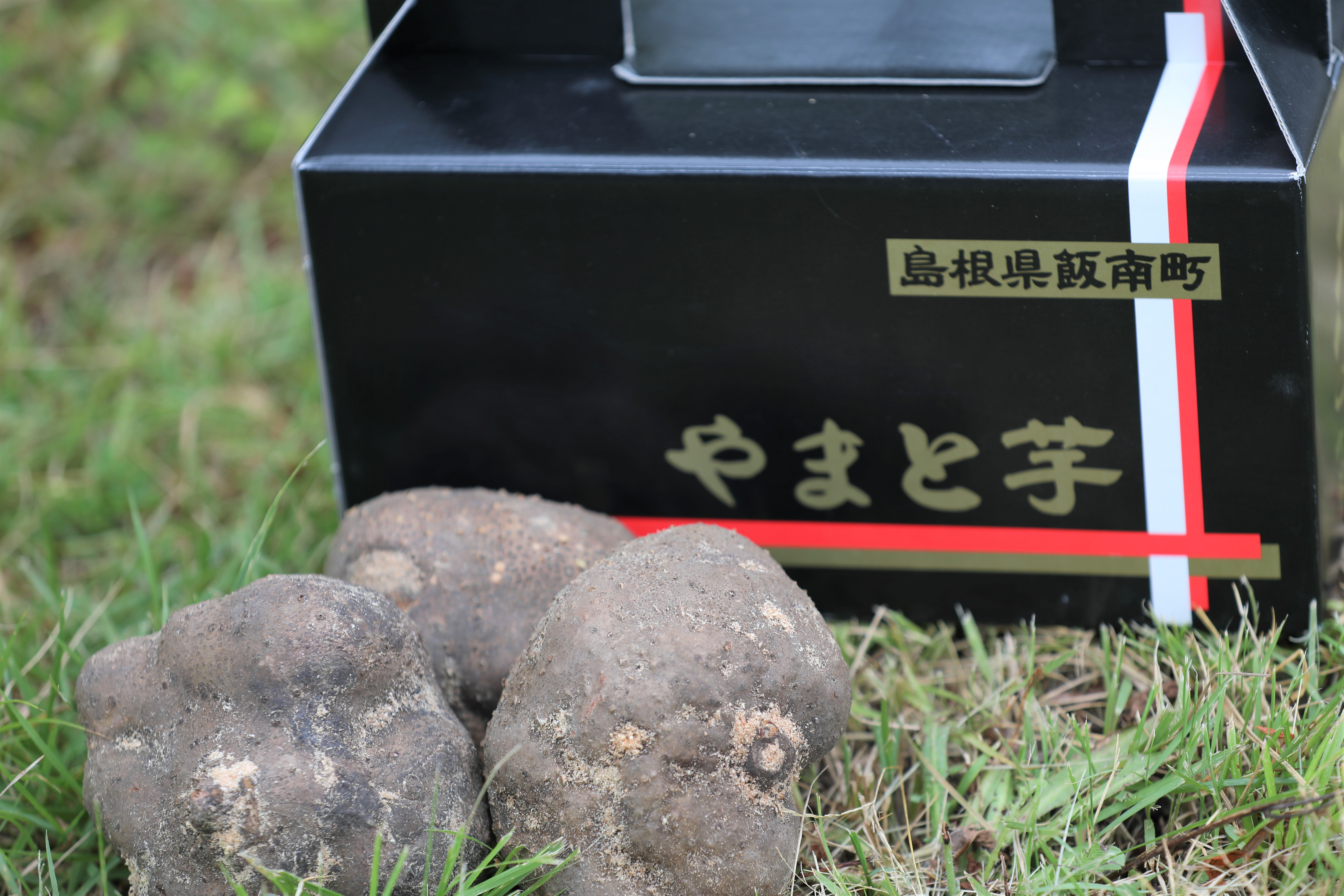 飯南町産ヤマトイモ(つくね芋)約500g×3個[とろろ 大和芋 ヘルシー 滋養強壮A-30]