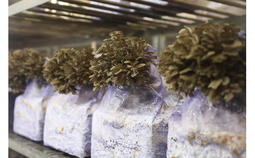 福舞茶15セット【 舞茸 まいたけ 完全無農薬 ほうじ茶  Ａ-42 】