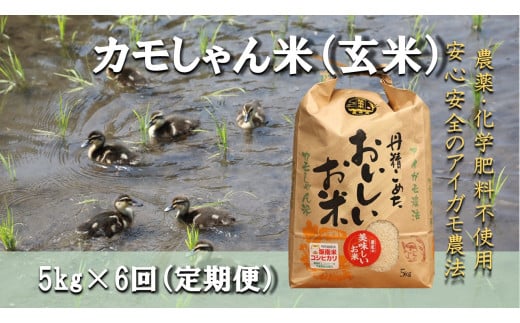 [6回定期便]令和6年度島根県産コシヒカリ 「カモしゃん米」(玄米)5kg [ こしひかり お米 農家直送 無農薬 化学肥料不使用 安心 安全 新米 D-155]