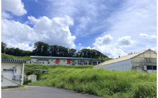 福舞茶15セット【 舞茸 まいたけ 完全無農薬 ほうじ茶  Ａ-42 】