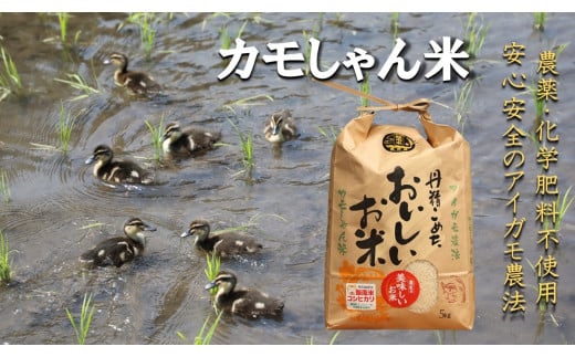 令和6年度島根県産コシヒカリ 「カモしゃん米」（精米）5kg 【 こしひかりお米 農家直送 無農薬 化学肥料不使用 精米 安心 安全 新米 令和6年度産 Ａ-53】