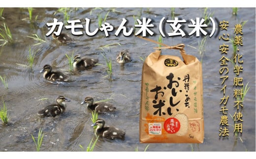 令和6年度島根県産コシヒカリ 「カモしゃん米」(玄米)5kg [ こしひかりお米 農家直送 無農薬 化学肥料不使用 玄米 安心 安全 新米 令和6年度産 A-151]