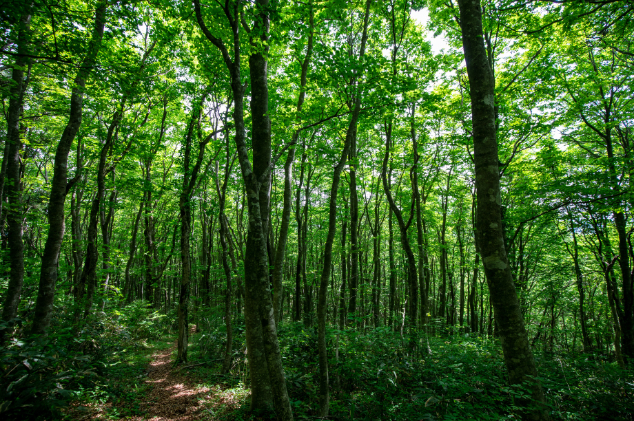 環境を守る森づくりに関する事業