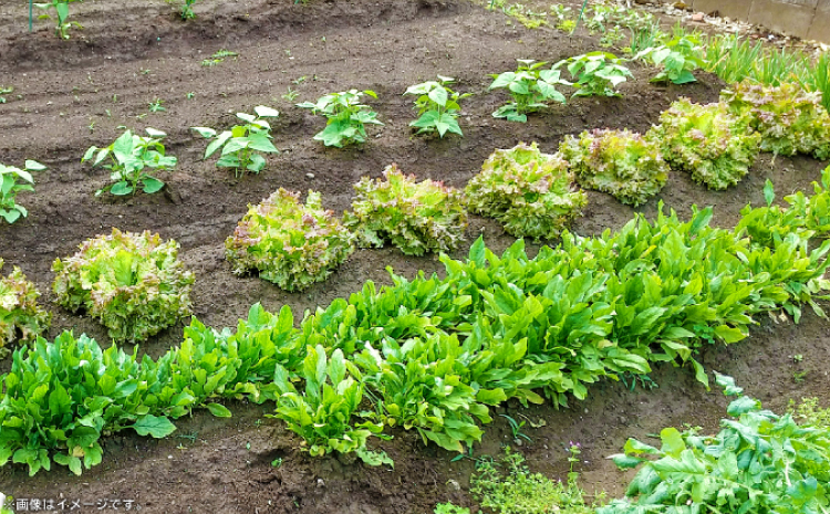 バーク堆肥　みどり　40L×6袋【植物 土 園芸 ガーデニング 国産 家庭菜園 畑 野菜 花 土作り 肥料 たい肥】