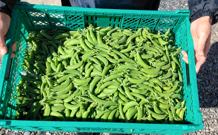 美郷農園　スナップエンドウ【スナップエンドウ 1kg 野菜 エンドウ豆 えんどう豆 おつまみ 12月～5月発送】