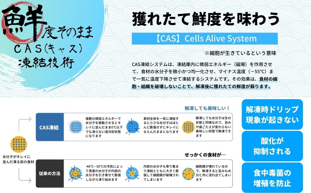 今が旬！朝どれ寒シマメ特大サイズ（350-400g）丸ごと5本セット 1.7kg〜2kg