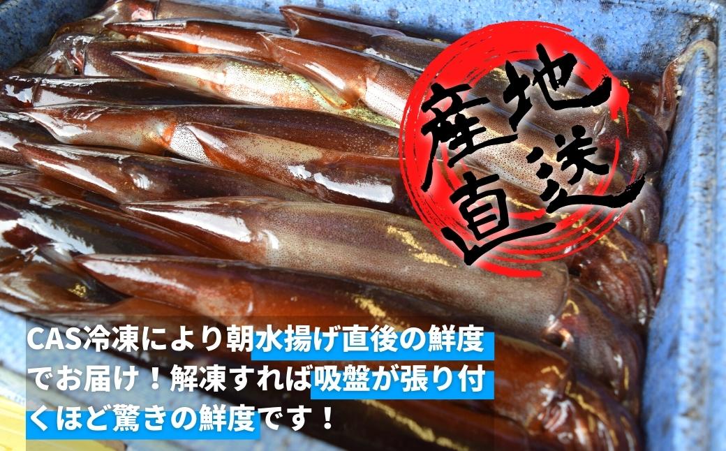 今が旬！朝どれ寒シマメ特大サイズ（350-400g）丸ごと3杯セット 1kg〜1.2kg