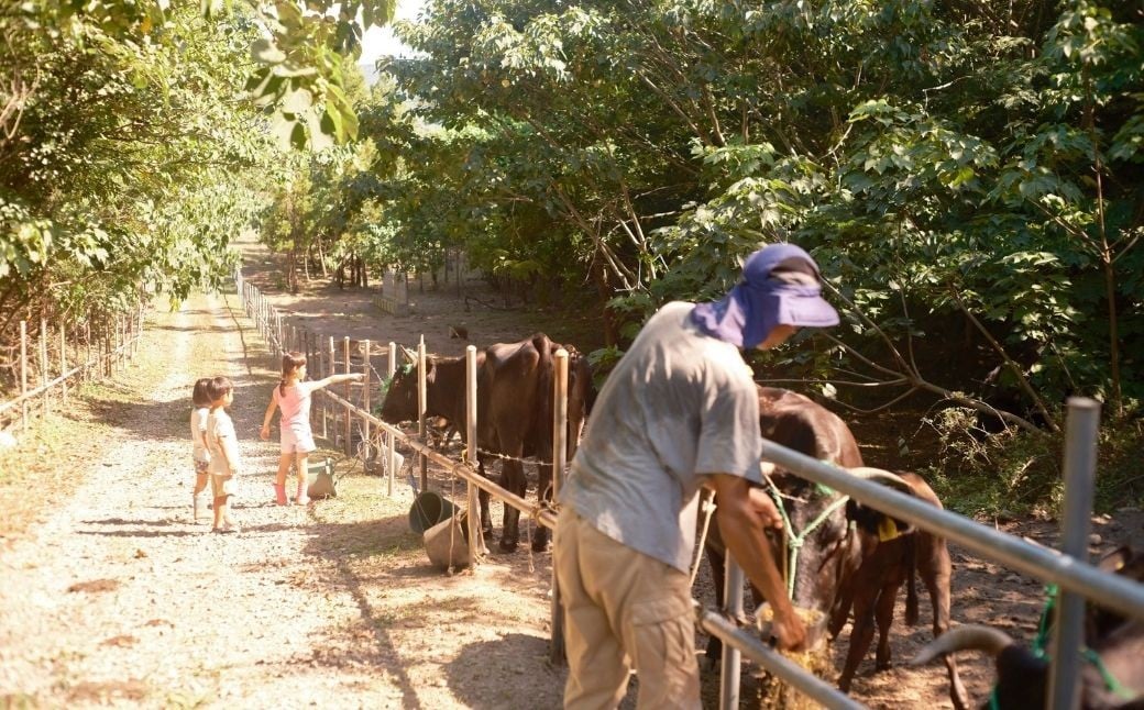 まきはた牛乳工房 ヨーグルト (450ml) 【ヨーグルト ジャージー牛乳 クリームトップ 濃厚 海士町】