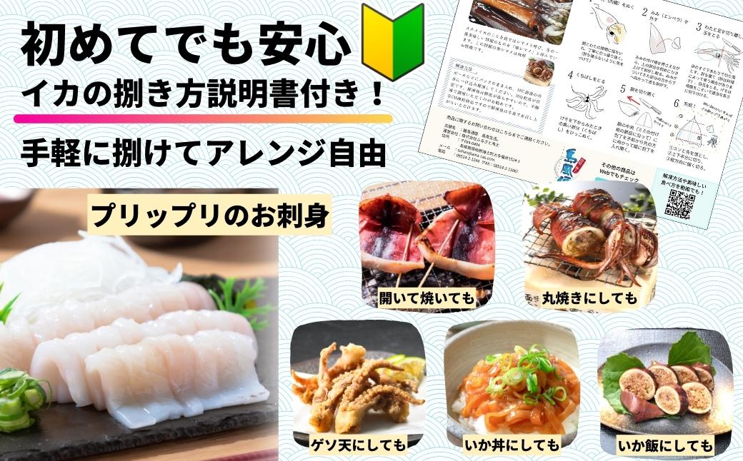 【朝どれスルメイカ丸ごと5本】寒シマメ スルメイカ 1kg 冷凍 刺身 個包装 捌き方説明書付き（ いか 烏賊 イカ スルメ ）