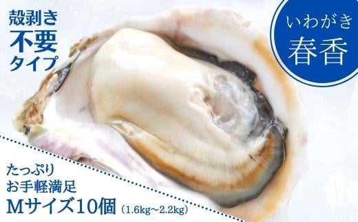 【殻剥き不要】ブランド岩牡蠣「春香」殻なしタイプ Mサイズ×10個（1.6kg〜2.2kg）