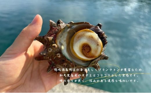 【知夫里島獲れ天然活さざえ3kgセット】隠岐諸島の新鮮なさざえをお届けします!  冷蔵便 サザエ 栄螺 貝 海鮮 BBQ さざえご飯 つぼ焼き 刺身 バーベキュー ギフト