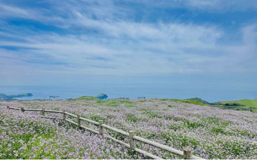 【隠岐世界ユネスコジオパーク】ガイド付き知夫里島ハイキングツアー ｜体験1回｜2名様分 観光 旅行 絶景 自然 赤壁 赤ハゲ山 海 知夫里島 離島 牛 たぬき 崖