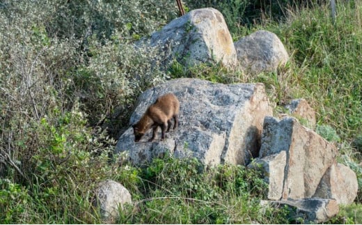 【隠岐世界ユネスコジオパーク】ガイド付き知夫里島ジオツアー（E-bike） ｜体験1回｜2名様分 観光 旅行 絶景 自然 赤壁 赤ハゲ山 海 知夫里島 離島 牛 たぬき