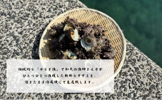 【知夫里島獲れ天然活さざえ6kgセット】隠岐諸島の新鮮なさざえをお届けします!  冷蔵便 サザエ 栄螺 貝 海鮮 BBQ さざえご飯 つぼ焼き 刺身 バーベキュー ギフト