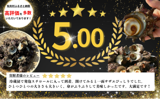 【知夫里島獲れ天然活さざえ6kgセット】隠岐諸島の新鮮なさざえをお届けします!  冷蔵便 サザエ 栄螺 貝 海鮮 BBQ さざえご飯 つぼ焼き 刺身 バーベキュー ギフト