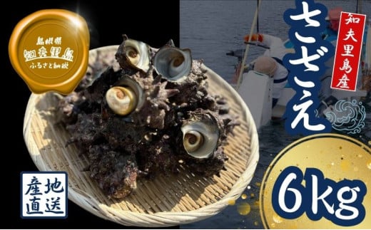 【知夫里島獲れ天然活さざえ6kgセット】隠岐諸島の新鮮なさざえをお届けします!  冷蔵便 サザエ 栄螺 貝 海鮮 BBQ さざえご飯 つぼ焼き 刺身 バーベキュー ギフト