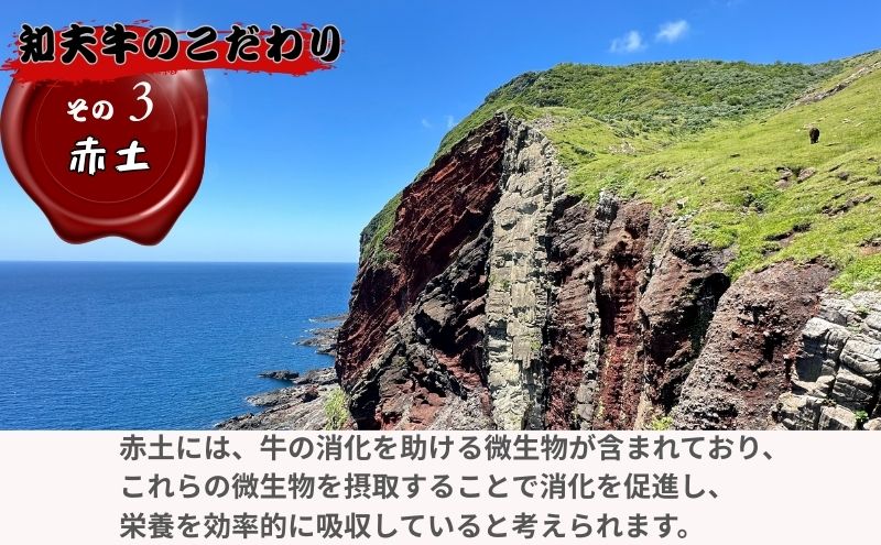 【TBS 「熱狂マニアさん！」で紹介】 経産牛ヒレステーキ３００g 牛肉 経産牛 放牧 牛ヒレステーキ用 肉 冷凍 ステーキ 赤身 