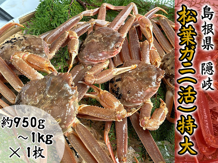 【木村鮮魚店提供】　隠岐松葉ガニ特番サイズ（活）　１枚