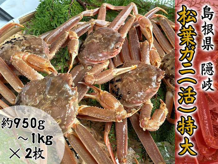 【木村鮮魚店提供】　隠岐松葉ガニ特番サイズ（活）　２枚