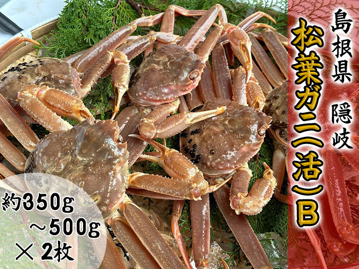 【木村鮮魚店提供】　隠岐松葉ガニ(活)B