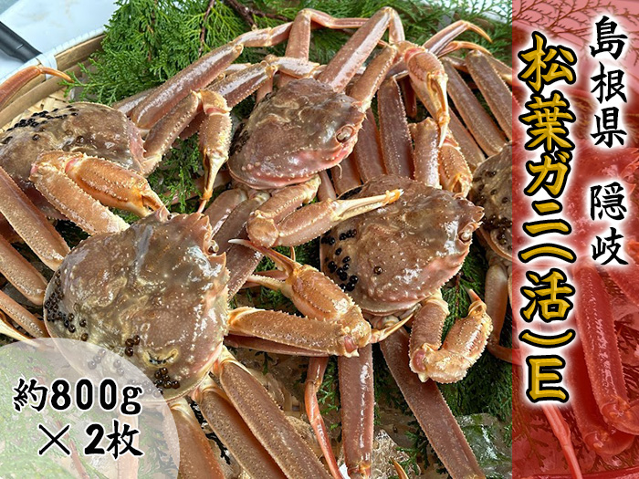 【木村鮮魚店提供】　隠岐松葉ガニ(活)E