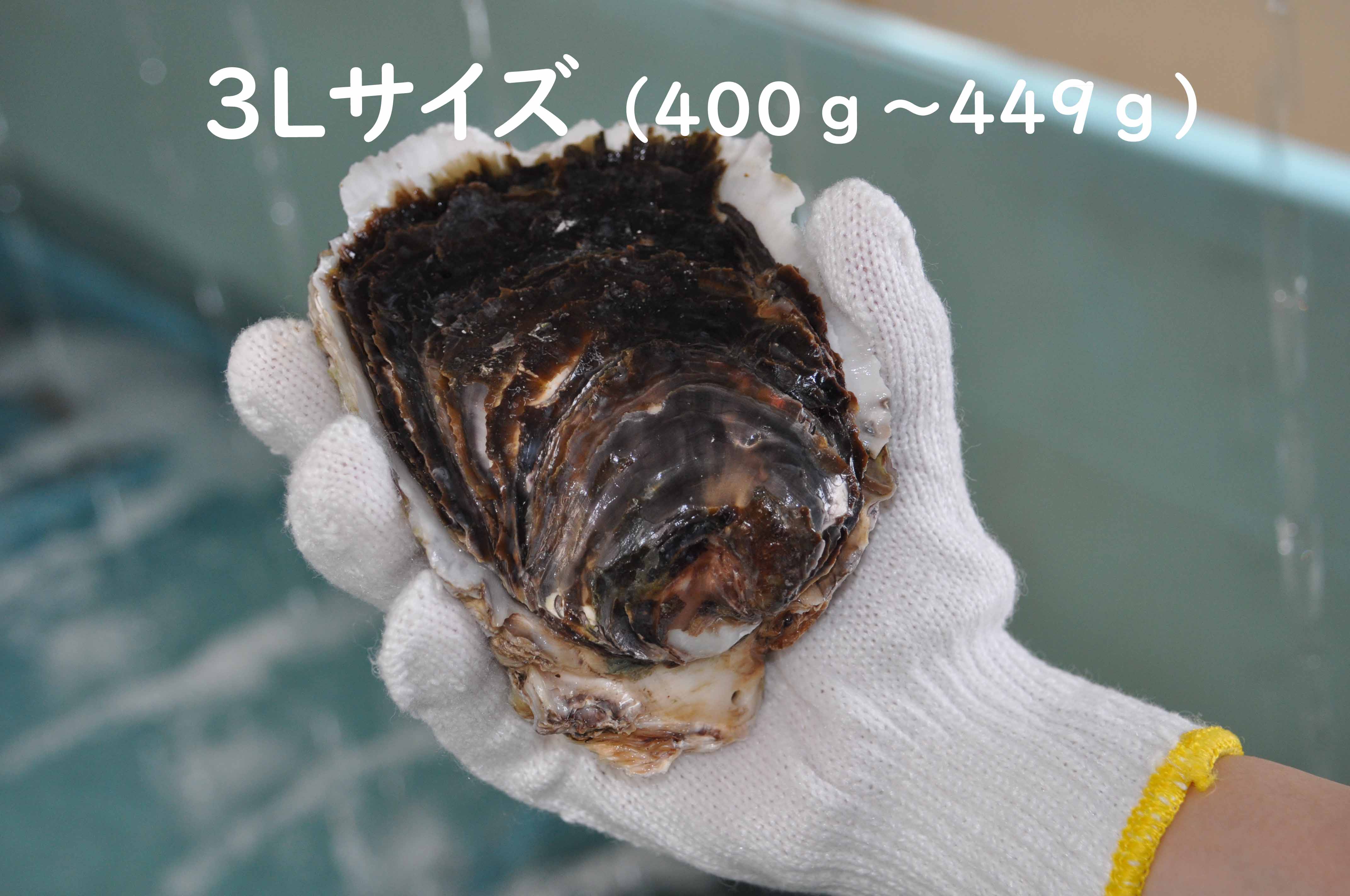 0512　隠岐のいわがき「清海」3L【3個セット】 