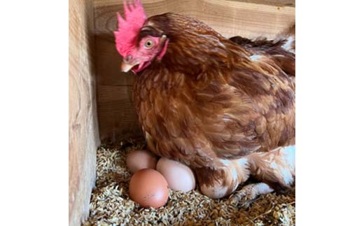 イチジク畑で自然と共に育ったニワトリが産んだ平飼い卵10個入×6パック 卵 鶏卵 濃厚 自然飼料 広々飼育 TY0-0871