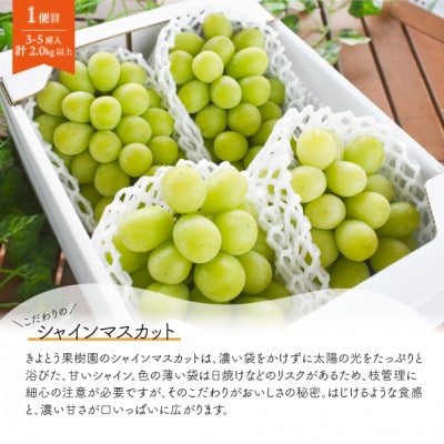 ãçºéæåºå®å®æäŸ¿ãã2026幎å
è¡äºçŽãã·ã£ã€ã³ãã¹ã«ããèš2kgããšæ¢š2-3çš®äžçŽå岡山ç£å
š2åãé
éäžå¯å°åïŒé¢å³¶ãã4067489ã