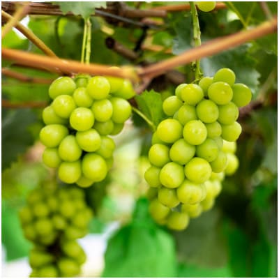 SUMU シャインマスカット・プレミアム 2024(375ml)【1719271】