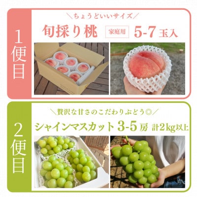【発送月固定定期便】おかやまフルーツ便! 桃とシャインマスカットどっちも食べたい!(岡山県産)全2回【配送不可地域：離島・北海道・沖縄県】【4065365】