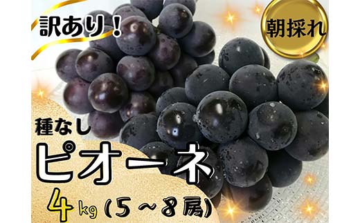 【2025年先行受付】訳あり 岡山県産 ピオーネ 4kg 果物 フルーツ ぶどう ピオーネ TY0-0942