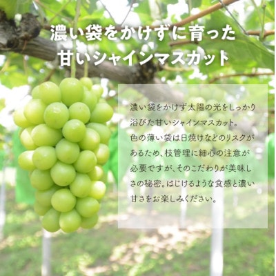 【発送月固定定期便】【2026年先行予約】ピオーネとシャインマスカット大2房の定期便(岡山産)全2回【配送不可地域：離島】【4067688】