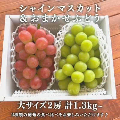 シャインマスカット&生産者いちおし葡萄 大サイズ 2房入/計1.3kg〜 (岡山県産)【配送不可地域：離島】【1553232】