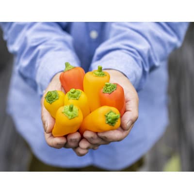 季節のおまかせ野菜セット【配送不可地域：離島】【1643879】