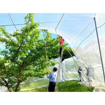 岡山県産  樹熟し白桃 5-8玉(約2kg)【配送不可地域：離島】【1707554】