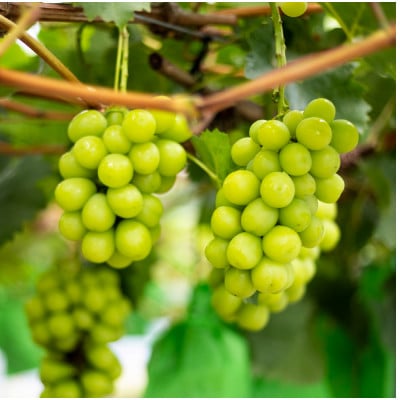 SUMU シャインマスカット・オータムハーベスト 2022(375ml)【1699805】