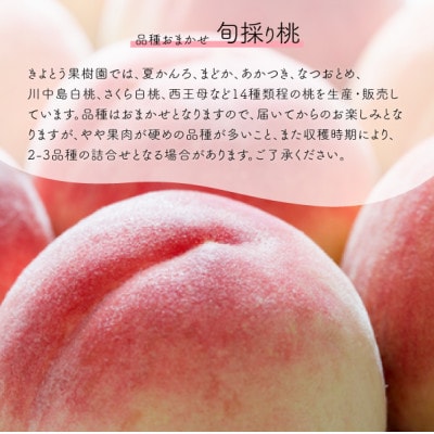 【2026年先行予約】珍しい品種の桃 桃好きのあなたに 旬採り桃の上級品5-7玉入(岡山県産)【配送不可地域：離島】【1571589】