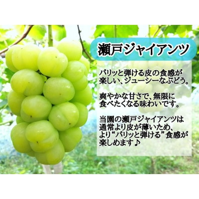 ã2026幎å
è¡åä»ãã詊ããææ¡ãæ°é®®!人æ°ã¶ã©ãç¬æžãžã£ã€ã¢ã³ã1æ¿ã500g以äžãé
éäžå¯å°åïŒé¢å³¶ãã1566950ã