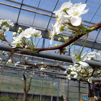 《2026年9月中旬より順次発送》 新高梨 ふわり(6玉入り)【配送不可地域：離島】【1619639】